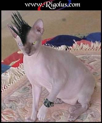 molat 5el5al